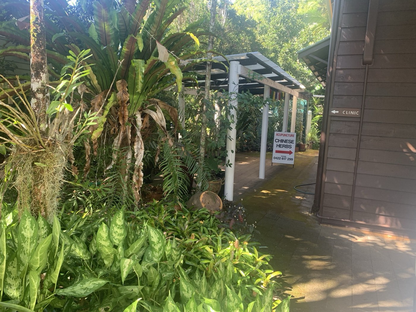 Lush tropical garden path leading to the clinic entrance