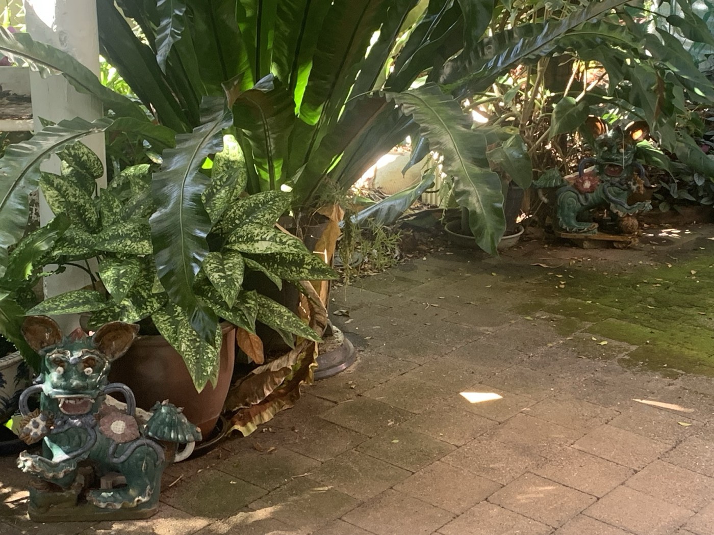 Garden path lined with ferns and potted plants leading toward the clinic